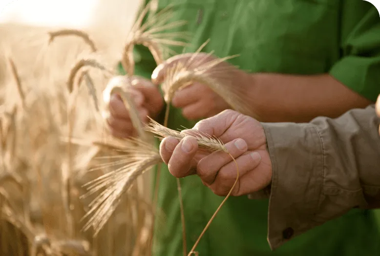 des pâtes au blé dur